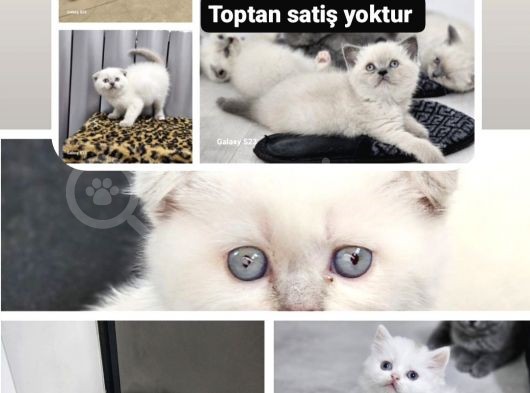 En Uygun Fiyata En Güzel Scottish British Yavrular görsel