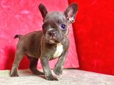 Orji̇nal Blue Erkek French Bulldog