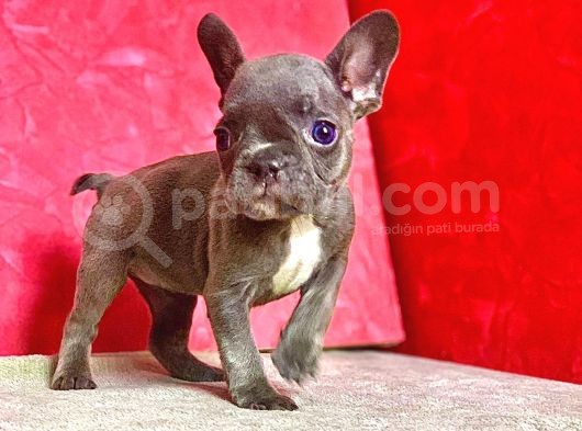Orji̇nal Blue Erkek French Bulldog görsel