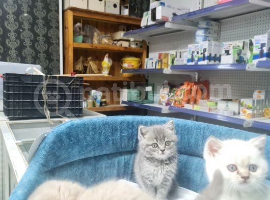 Kedilerimiz Tamamen Ev Ortamındadır görsel