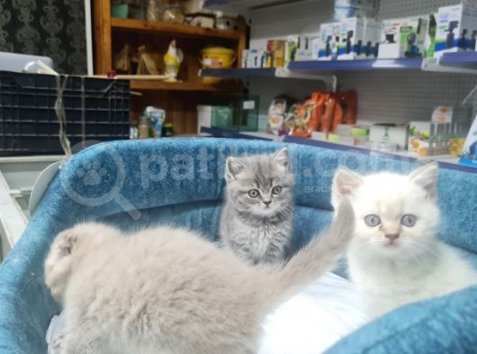Kedilerimiz Tamamen Ev Ortamındadır