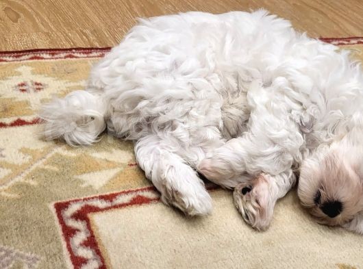 Yavru Maltese Terrier görsel