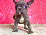 Orji̇nal Blue Erkek French Bulldog