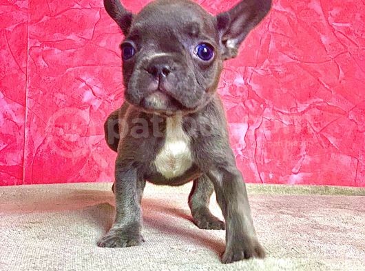 Orji̇nal Blue Erkek French Bulldog görsel