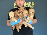 Wc Egi̇ti̇mli̇ Orji̇nal Toy Poodle Yavrulari Fenomen Pet Shop