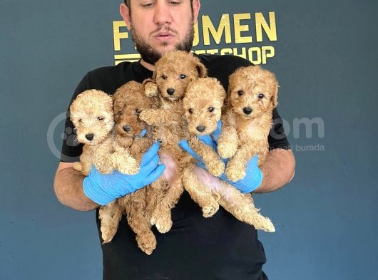 Wc Egi̇ti̇mli̇ Orji̇nal Toy Poodle Yavrulari Fenomen Pet Shop görsel
