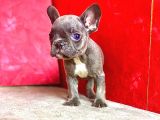 Orji̇nal Blue Erkek French Bulldog