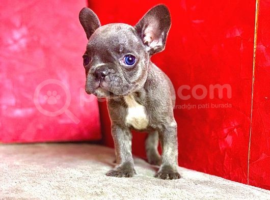 Orji̇nal Blue Erkek French Bulldog görsel