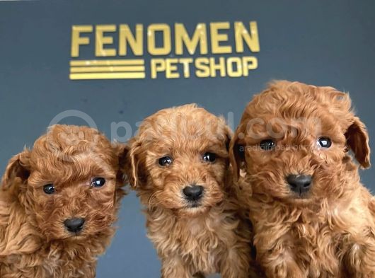 Wc Egi̇ti̇mli̇ Orji̇nal Toy Poodle Yavrulari Fenomen Pet Shop görsel