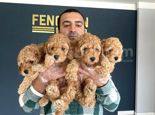 Wc Egi̇ti̇mli̇ Orji̇nal Toy Poodle Yavrulari Fenomen Pet Shop görsel