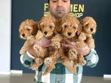 Wc Egi̇ti̇mli̇ Orji̇nal Toy Poodle Yavrulari Fenomen Pet Shop
