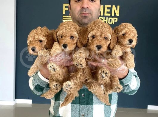 Wc Egi̇ti̇mli̇ Orji̇nal Toy Poodle Yavrulari Fenomen Pet Shop görsel