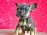 NADİR BULUNAN RENK BLUE TAN ERKEK FRENCH BULLDOG