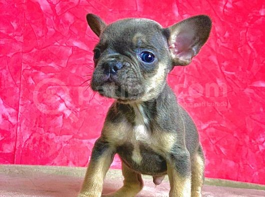 Nadi̇r Bulunan Renk Blue Tan Erkek French Bulldog