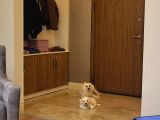 Yavru Maltese Terrier