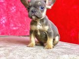 Nadi̇r Bulunan Renk Blue Tan Erkek French Bulldog