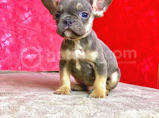 Nadi̇r Bulunan Renk Blue Tan Erkek French Bulldog görsel