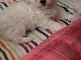 Yavru Maltese Terrier