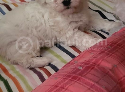 Yavru Maltese Terrier görsel