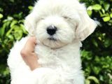 KUZEY PUPPİES TEN MALTESE TERRİER YAVRULARI