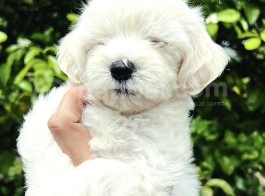Kuzey Puppi̇es Ten Maltese Terri̇er Yavrulari