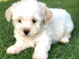 Kuzey Puppi̇es Ten Maltese Terri̇er Yavrulari