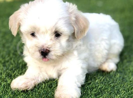 Kuzey Puppi̇es Ten Maltese Terri̇er Yavrulari görsel