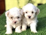 Kuzey Puppi̇es Ten Maltese Terri̇er Yavrulari