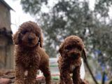 IRKININ EN İYİSİNDEN TOY POODLE YAVRULARI