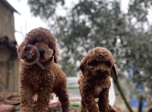 Irkinin En İyi̇si̇nden Toy Poodle Yavrulari