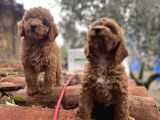 Irkinin En İyi̇si̇nden Toy Poodle Yavrulari