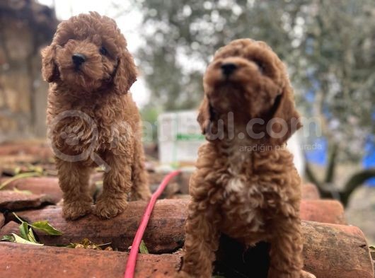 Irkinin En İyi̇si̇nden Toy Poodle Yavrulari görsel