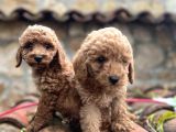 Irk Ve Sağlik Garanti̇li̇ Toy Poodle Yavrulari