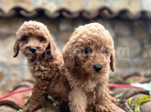 Irk Ve Sağlik Garanti̇li̇ Toy Poodle Yavrulari görsel