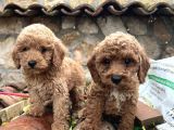 IRK VE SAĞLIK GARANTİLİ TOY POODLE YAVRULARI