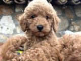 Irk Ve Sağlik Garanti̇li̇ Toy Poodle Yavrulari