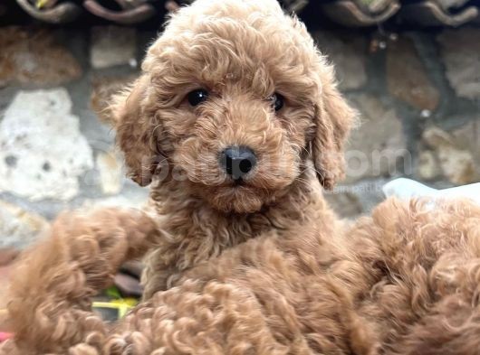 Irk Ve Sağlik Garanti̇li̇ Toy Poodle Yavrulari görsel