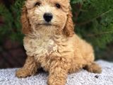 ANTİALERJİK DİZAYN IRK MALTİPOO YAVRULARI