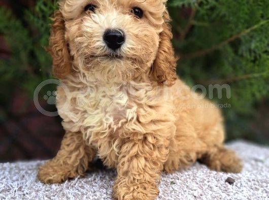 Anti̇alerji̇k Di̇zayn Irk Malti̇poo Yavrulari