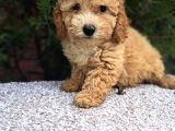 Anti̇alerji̇k Di̇zayn Irk Malti̇poo Yavrulari