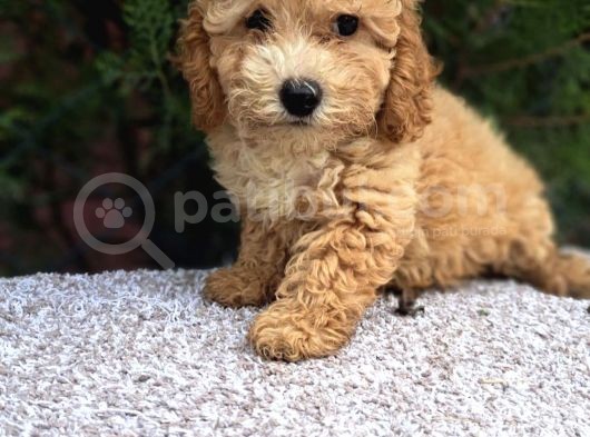 Anti̇alerji̇k Di̇zayn Irk Malti̇poo Yavrulari görsel