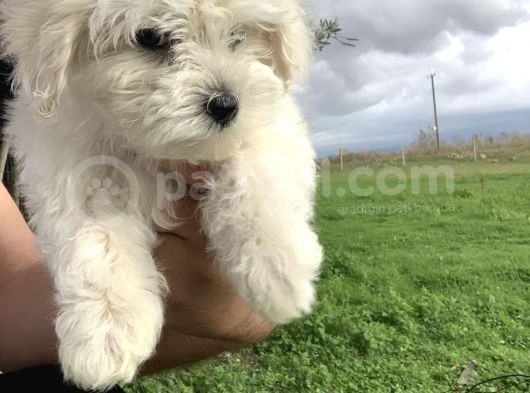 Safkan Kar Beyaz Maltese Terri̇er Yavrulari görsel