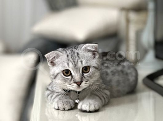 Scotish Fold Lilac Nadir Bulunan Düşük Kulak Dostumuz görsel