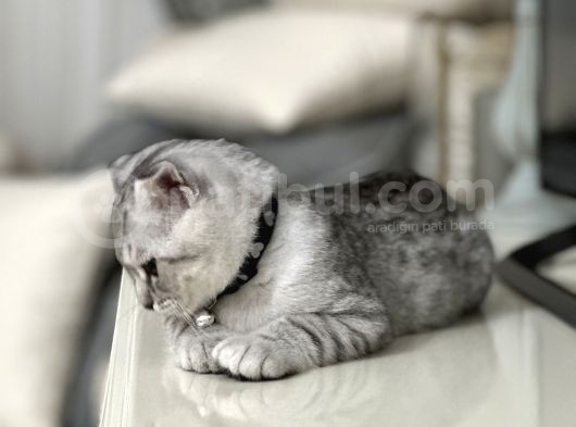 Scotish Fold Lilac Nadir Bulunan Düşük Kulak Dostumuz görsel