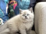 AYI SURAT BRİTİSH SHORTHAİR BLUE POİNT YAVRUM