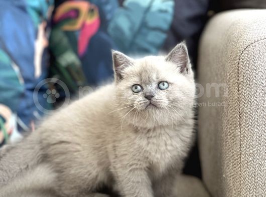 Ayi Surat Bri̇ti̇sh Shorthai̇r Blue Poi̇nt Yavrum