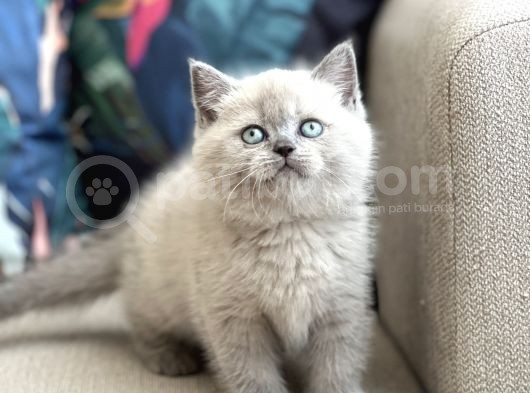Ayi Surat Bri̇ti̇sh Shorthai̇r Blue Poi̇nt Yavrum görsel