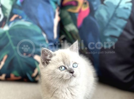 Ayi Surat Bri̇ti̇sh Shorthai̇r Blue Poi̇nt Yavrum görsel