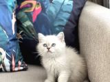 Aşiri Oyuncu Sosyal Bri̇ti̇sh Si̇lver Poi̇nt Bebekler