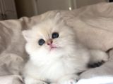 Dünya Kedi Federasyonuna Kayıtlı Ny1133 Erkek Golden Point